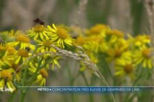 Allergies : nouveau record pour le pollen des graminées