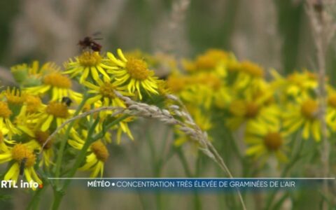 Allergies : nouveau record pour le pollen des graminées